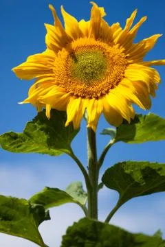 Unique sunflower Stock Photos