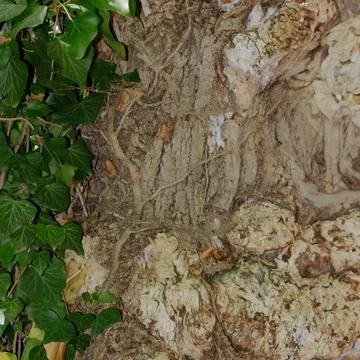 Unique texture of an ancient tree bark intertwined with lush green ivy foliag Stock Photos