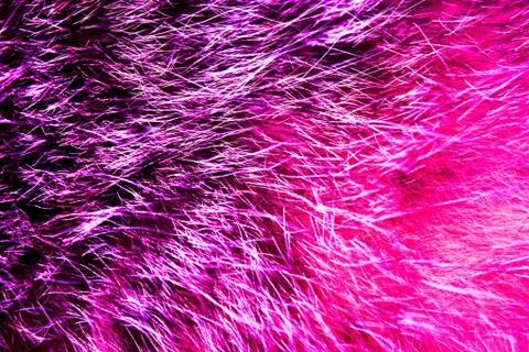 Unique texture and pattern in pink-purple color. Detail of cat fur. Stock Photos