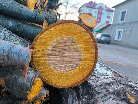 The unique texture of the inner layers of wood. Stock Photos