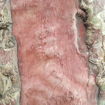 Unique texture of smooth red tree wood exposed between rough grey bark Stock Photos