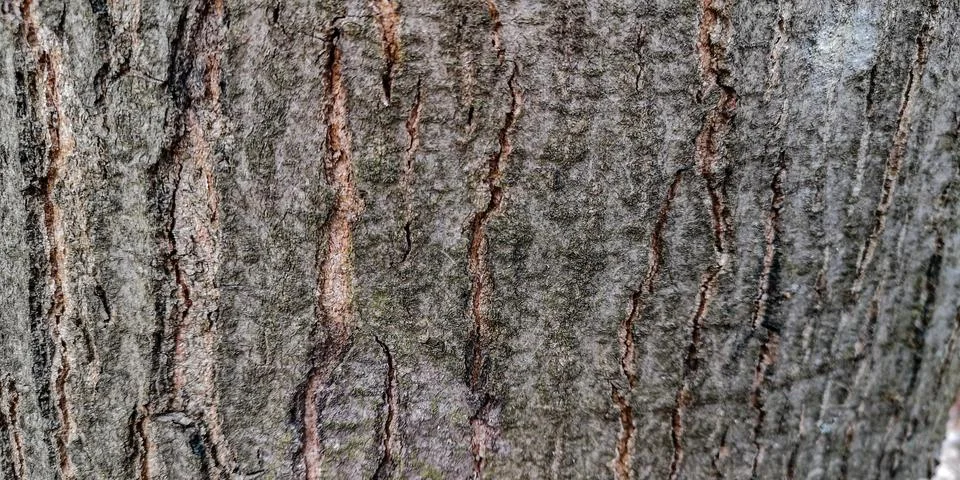 Unique textured pattern of tree bark Foto stock