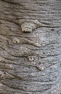 Unique textures on a tree trunk captured in close up detail Stock Photos