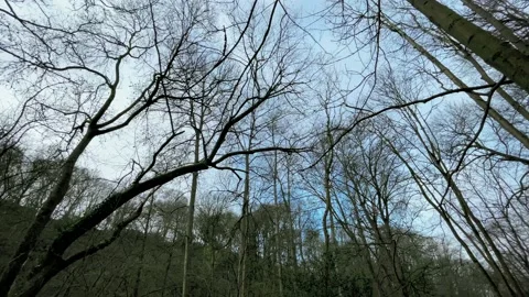 Unique Time-lapse of an Early Spring Forest in Bristol UK Stock Footage 151355487