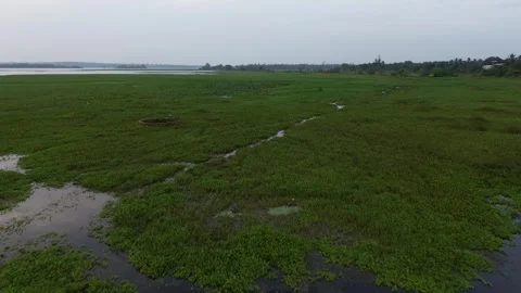 Unique Top-Down Drone Shot of Reservoir Covered with Grass and Water. Stock Footage 313926324