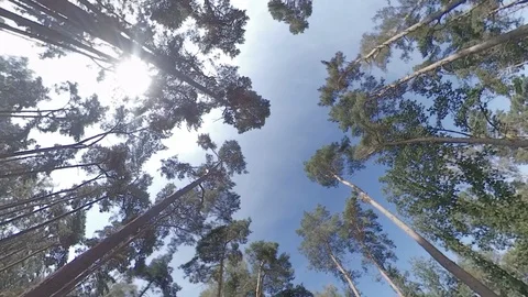 Unique tracking shot looking straight up through pine trees to blue sky Stock Footage 118252678