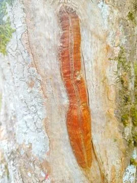 Unique tree bark Stock Photos