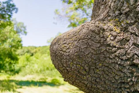 Unique tree bark texture close-up in a sunny forest during daytime Stock Photos