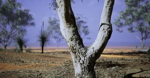 Unique tree formation in an Australian landscape under a clear blue sky Stock Illustration