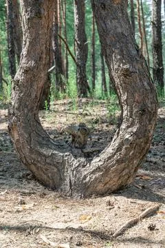Unique tree formation creates a natural archway in a forest setting Photos