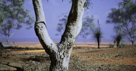 Unique tree formation near a serene landscape at sunset in Australia Stock Illustration