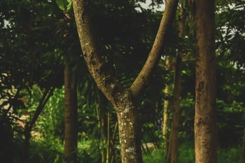Unique tree forms the letter Y - scenic natural wallpaper Foto stock