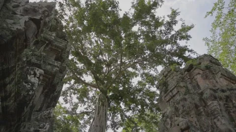 Unique tree growing inside siem riep temple Stock Footage 53103575