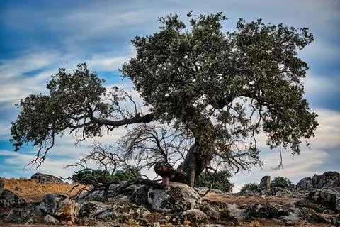 Unique tree grows among rocks in Extremadura landscape showcasing nature's .. Stock Photos