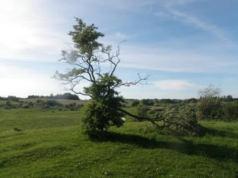 Unique tree on hill Stock Photos