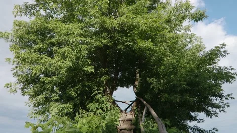 A Unique Tree With A Hole In The Middle Overlooking The Lake 01 Stock Footage 199945765