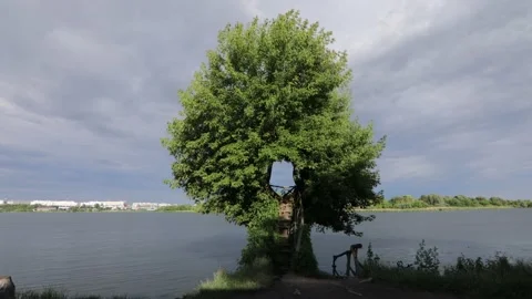 A Unique Tree In The Middle Of Which A Space Was Formed Stock Footage 199639891