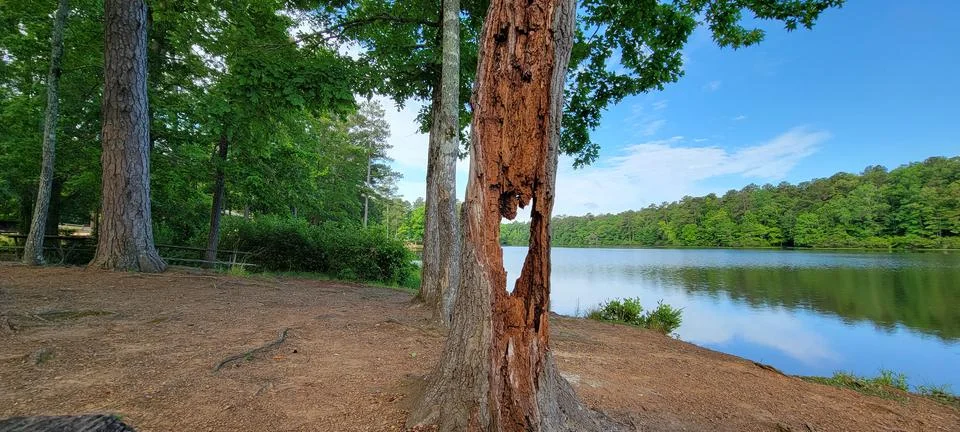 Unique Tree Foto stock
