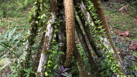 Unique Tree Roots with Climbing Vines in Lush Amazonian Forest Stock Footage 336218373