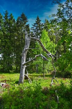 Unique tree shape in a forest during daytime with bright sky and green foliag Stock Photos