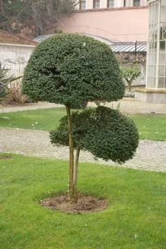 Unique tree shape in garden setting with green grass Stock Photos