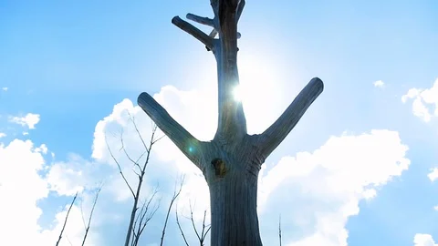 Unique tree sillouette with sun flare Stock Footage 128764997
