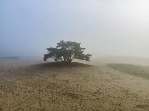 An unique tree stands in beautiful sand dunes covered in mist Stock Photos