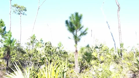 A unique tree stands in the middle, surrounded by different species of trees Stock Footage 327461891