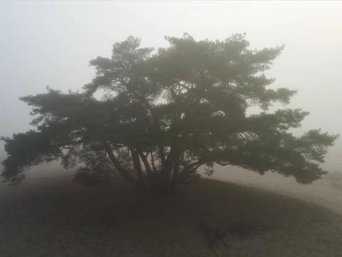 Unique tree stands in sand dunes covered with a thick mist Stock Photos