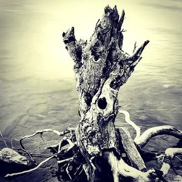 Unique tree stump rises from calm water creating an interesting natural for.. Stock Photos