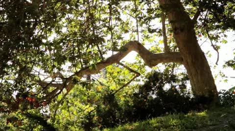Unique Tree at Sunset 스톡 동영상 11024690