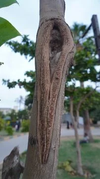 Unique Tree Trunk Shape in a Park Natural Outdoor Forestry Concept Stock Photos