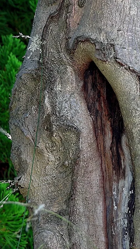 Unique Tree Trunk Texture and Blending Weeds Background Color Beauty,bark Stock Footage 344537800