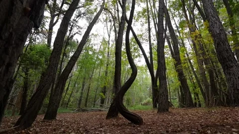 Unique tree at the Waihou Spring Trail on Maui Stock Footage 142336133
