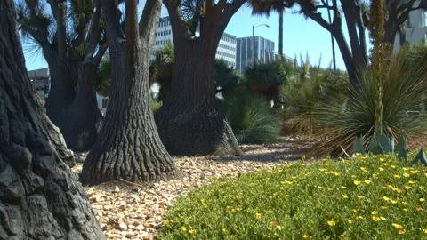 Unique trees growing in desert garden Stock Footage 131207770