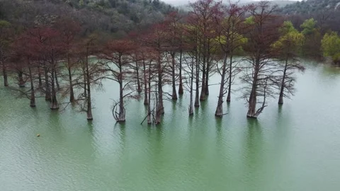 Unique trees or cypresses growing in a mountain pond Stock Footage 194745265
