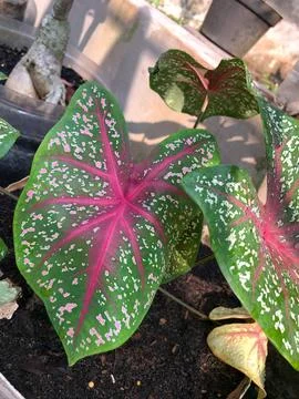 Unique Tropical Caladium Leaf with Red White Pattern Stock Photos