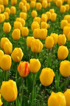 Unique tulips Stock Photos