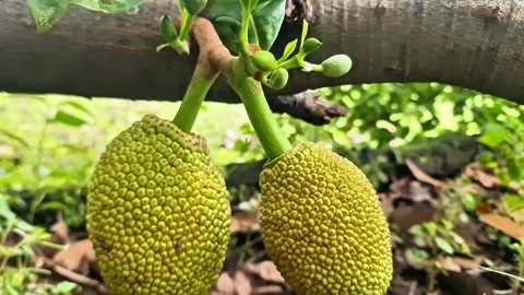 Unique Twin Jackfruit Growing on Tree – Macro of Exotic Artocarpus 스톡 동영상 331073412