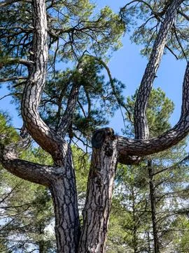 Unique Twisted Pine Trees Against a Clear Blue Sky Stock Photos