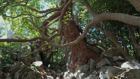 Unique Twisted Tree Growing from Rocks on the California Coast Video stock 316578636