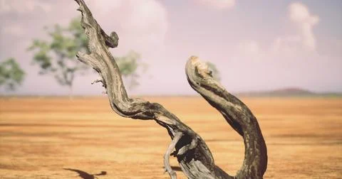 Unique twisted tree trunk in arid landscape under blue sky Stock Illustration