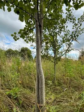 Unique twisted tree trunk rises in a vibrant green field Stock Photos