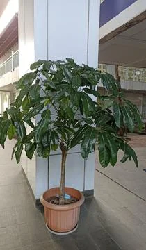 A unique type of ficus tree with large and long leaves planted in a large pot Stock Photos