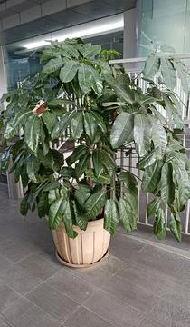 A unique type of ficus tree with large and long leaves planted in a large pot Stock Photos