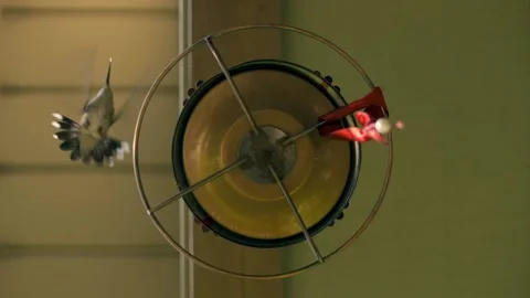 Unique underneath view of hummingbirds, hovering, drinking, and fighting. Stock Footage 136479085