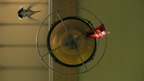 Unique underneath view of hummingbirds, hovering, drinking, and fighting. Stock Footage 136479459