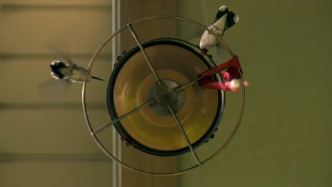 Unique underneath view of hummingbirds, hovering, drinking, and fighting. Stock Footage 136479761