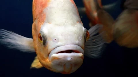 Unique underwater encounter with a curious fish in its serene habitat Stock-Footage 295297254