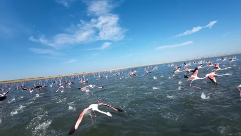 A unique, unrepeatable flight against thousands of flamingos Stock Footage 293200136